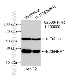 B23/NPM1 Rabbit Recombinant Antibody, Proteintech Unconjugated; 20 &mu;L:Antibodies,