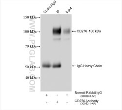 B7-H3/CD276 Rabbit Polyclonal Antibody, Proteintech Unconjugated; 20 &mu;L:Antibodies,