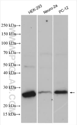 BAK Rabbit Polyclonal Antibody, Proteintech:Antibodies:Primary Antibodies