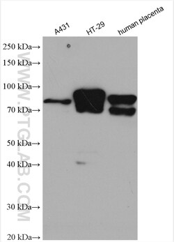 BCAM Rabbit Polyclonal Antibody, Proteintech Unconjugated; 150 &mu;L:Antibodies,