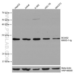 BCAS2 Mouse Monoclonal Antibody, Proteintech Unconjugated; 150 &mu;L:Antibodies,
