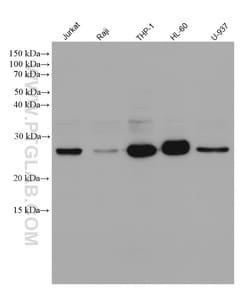 BCL2 Rabbit Recombinant Antibody, Proteintech:Antibodies:Primary Antibodies