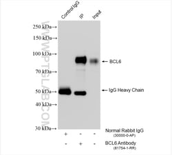 BCL6 Rabbit Recombinant Antibody, Proteintech Unconjugated; 100 &mu;L:Antibodies,