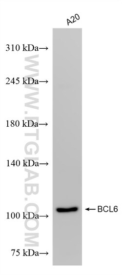 BCL6 Rabbit Recombinant Antibody, Proteintech Unconjugated; 100 &mu;L:Antibodies,