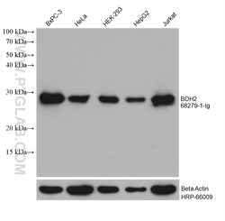 BDH2 Mouse Monoclonal Antibody, Proteintech:Antibodies:Primary Antibodies