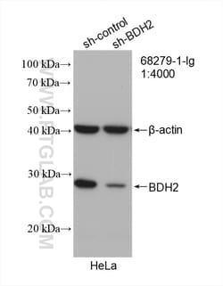 BDH2 Mouse Monoclonal Antibody, Proteintech:Antibodies:Primary Antibodies