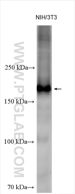 BLM Rabbit Polyclonal Antibody, Proteintech Unconjugated; 150 &mu;L:Anticorps,