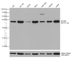 BLVRA Mouse Monoclonal Antibody, Proteintech Unconjugated; 150 &mu;L:Antibodies,