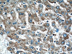 BMP6 Rabbit Polyclonal Antibody, Proteintech:Antibodies:Primary Antibodies
