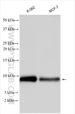 BRAWNIN Rabbit Polyclonal Antibody, Proteintech Unconjugated; 20 &mu;L:Antibodies,