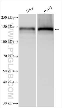 BRPF1 Rabbit Polyclonal Antibody, Proteintech:Antibodies:Primary Antibodies