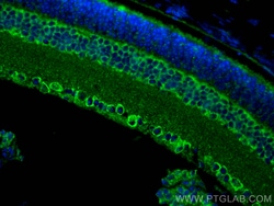 BST2 Rabbit Polyclonal Antibody, Proteintech Unconjugated; 20 &mu;L:Antibodies,
