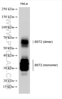 BST2 Rabbit Polyclonal Antibody, Proteintech Unconjugated; 20 &mu;L:Antibodies,
