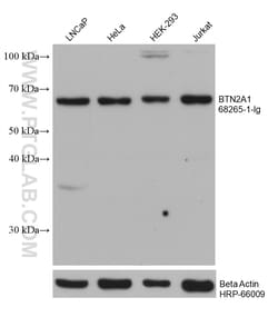 BTN2A1 Mouse Monoclonal Antibody, Proteintech Unconjugated; 150 &mu;L:Antibodies,