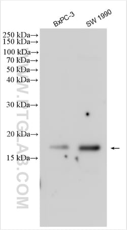 C16orf74 Rabbit Polyclonal Antibody, Proteintech Unconjugated; 150 &mu;L:Antibodies,