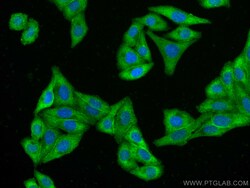 Proteintech CoraLite™ Plus 488-conjugated C1QA Mouse Monoclonal Antibody, Proteintech
