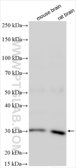 C1QL1 Rabbit Polyclonal Antibody, Proteintech Unconjugated; 20 &mu;L:Antibodies,