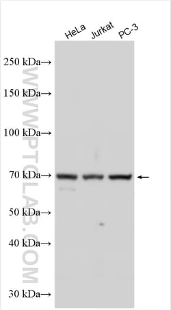 C1orf2 Rabbit Polyclonal Antibody, Proteintech Unconjugated; 20 &mu;L:Antibodies,