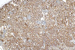 C1orf54 Rabbit Polyclonal Antibody, Proteintech Unconjugated; 20 &mu;L:Antibodies,