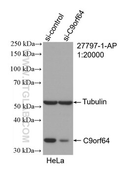 C9orf64 Rabbit Polyclonal Antibody, Proteintech Unconjugated; 150 &mu;L:Antikörper