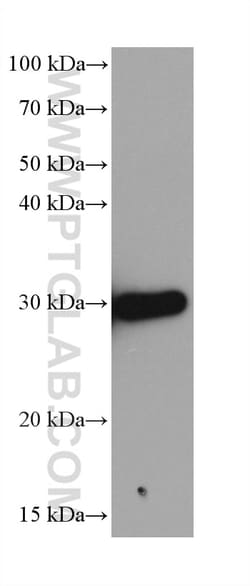 CACYBP Mouse Monoclonal Antibody, Proteintech Unconjugated; 20 &mu;L:Antibodies,