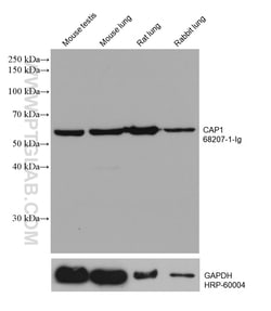 CAP1 Mouse Monoclonal Antibody, Proteintech:Antibodies:Primary Antibodies