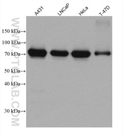 CAPN1 Mouse Monoclonal Antibody, Proteintech:Antistoffer:Primære antistoffer