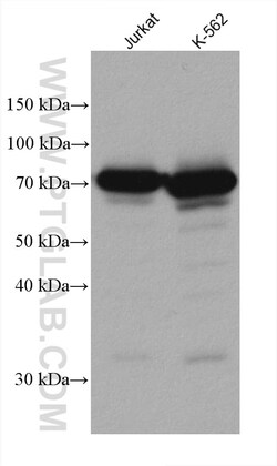 CAPN1 Mouse Monoclonal Antibody, Proteintech:Antistoffer:Primære antistoffer