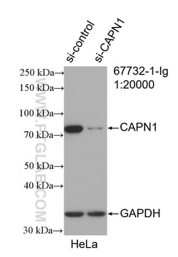 CAPN1 Mouse Monoclonal Antibody, Proteintech