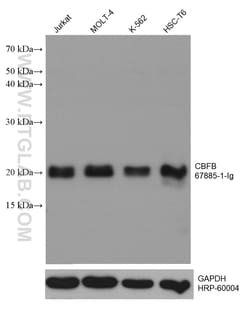 CBFB Mouse Monoclonal Antibody, Proteintech 150 &mu;L | Buy Online | Proteintech | Fisher Scientific