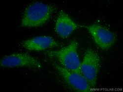 CCDC45 Mouse Monoclonal Antibody, Proteintech:Antibodies:Primary Antibodies
