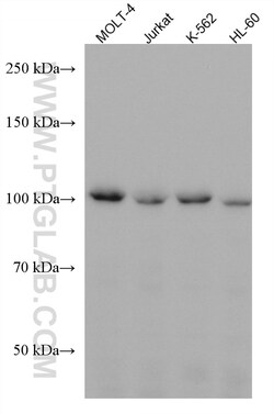 CCDC45 Mouse Monoclonal Antibody, Proteintech:Antibodies:Primary Antibodies