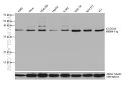 CCDC50 Mouse Monoclonal Antibody, Proteintech:Antibodies:Primary Antibodies