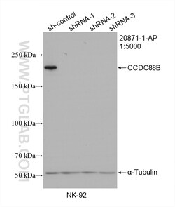 CCDC88B Rabbit Polyclonal Antibody, Proteintech Unconjugated; 20 &mu;L:Antibodies,