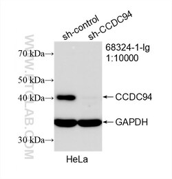 CCDC94 Mouse Monoclonal Antibody, Proteintech Unconjugated; 20 &mu;L:Antibodies,