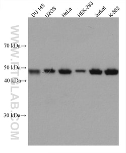 Cyclin B2 Mouse Monoclonal Antibody, Proteintech Unconjugated; 150 &mu;L:Antibodies,