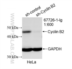 Cyclin B2 Mouse Monoclonal Antibody, Proteintech Unconjugated; 150 &mu;L:Antibodies,