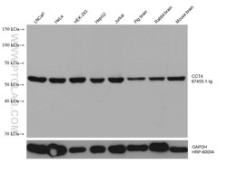 CCT4 Mouse Monoclonal Antibody, Proteintech:Antibodies:Primary Antibodies
