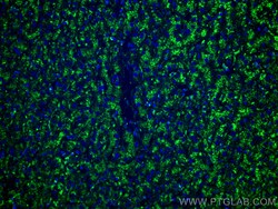 CoraLite Plus 488-conjugated CD107a / LAMP1 Mouse Monoclonal Antibody, Proteintech 20 &mu;L | Buy Online | Proteintech | Fisher Scientific