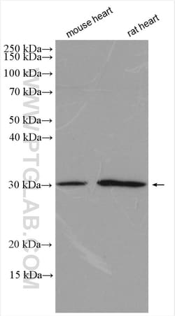 CD151 Rabbit Polyclonal Antibody, Proteintech:Antibodies:Primary Antibodies