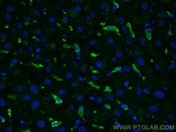 CD163 Mouse Monoclonal Antibody, Proteintech Unconjugated; 20 &mu;L:Antibodies,