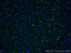 CD163 Mouse Monoclonal Antibody, Proteintech Unconjugated; 20 &mu;L:Antibodies,