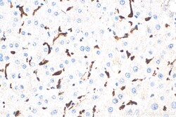 CD163 Mouse Monoclonal Antibody, Proteintech Unconjugated; 20 &mu;L:Antibodies,