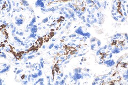 CD163 Mouse Monoclonal Antibody, Proteintech Unconjugated; 20 &mu;L:Antibodies,