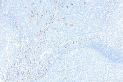 CD163 Mouse Monoclonal Antibody, Proteintech Unconjugated; 20 &mu;L:Antibodies,