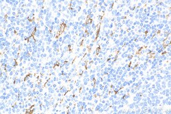 CD163 Mouse Monoclonal Antibody, Proteintech Unconjugated; 20 &mu;L:Antibodies,