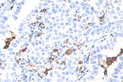 CD163 Mouse Monoclonal Antibody, Proteintech Unconjugated; 20 &mu;L:Antibodies,