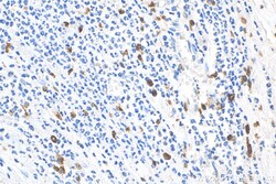 CD163 Mouse Monoclonal Antibody, Proteintech Unconjugated; 20 &mu;L:Antibodies,