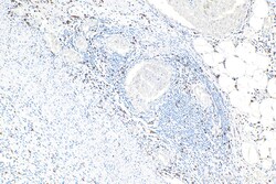 CD163 Mouse Monoclonal Antibody, Proteintech Unconjugated; 20 &mu;L:Antibodies,