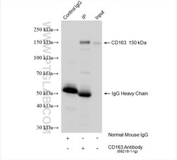 CD163 Mouse Monoclonal Antibody, Proteintech Unconjugated; 20 &mu;L:Antibodies,